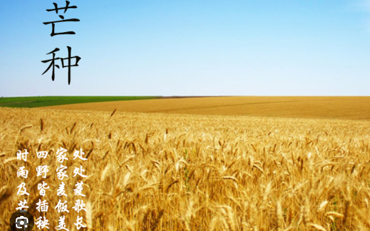 Grain in Ear in 2025